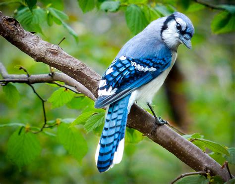 "Beautiful Eastern Blue Jay" | Central Park, New York City, … | Flickr