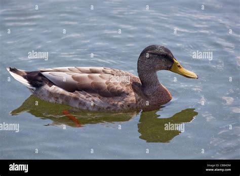 Drake mallard eclipse plumage hi-res stock photography and images - Alamy