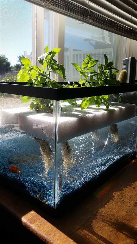 Powerful aided mini aquaponic check that | Aquaponics diy, Aquaponics fish, Aquaponics system