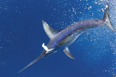 Billfish Photo Gallery - Delph Fishing Charters