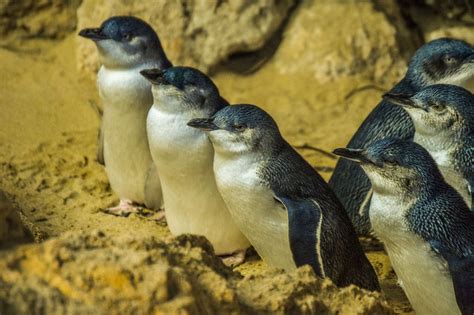 Newly Discovered Penguin Fossils Uncover Ancestry of Little Penguins | World Birds