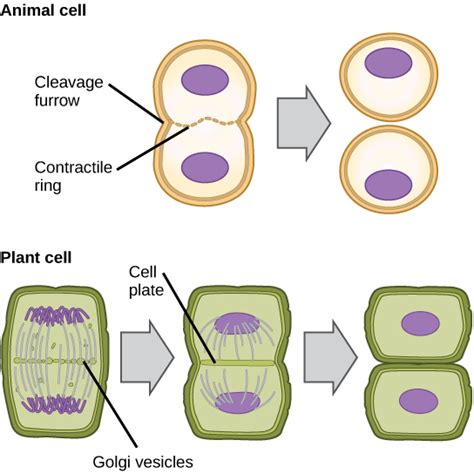 Difference Between Plant and Animal Cytokinesis | Compare the Difference Between Similar Terms