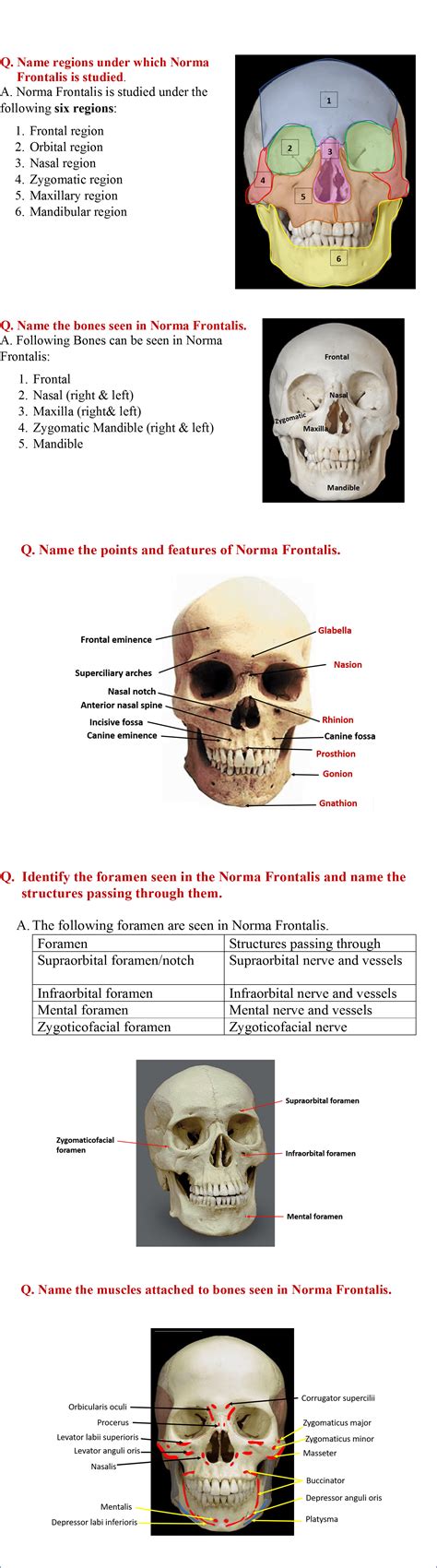 Skull- Norma Frontalis