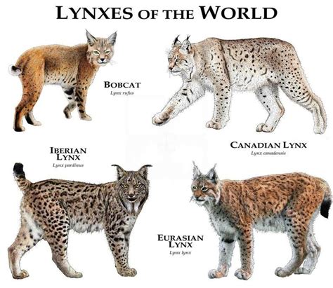 All Types Of Wild Cats In The World - rtkrockytopkid