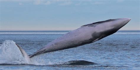 List Of Whale Species According To Size & Weight - Largest & Biggest Whales in Order - Next ...