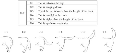 11 Dog Tail Shapes & 10 Impressive facts about Dog Tail √ The Secrets ...