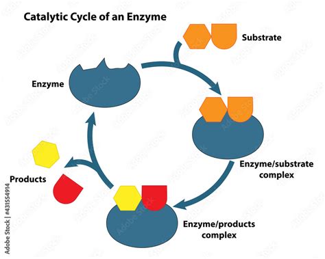 Enzyme Substrate Interaction