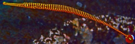 A Look at the Banded Pipefish | Marine Fish Education | AlgaeBarn