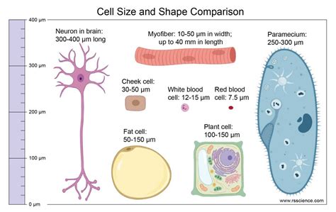 What is a Microscope? - Microscopy4kids