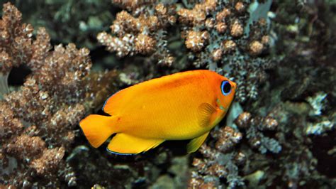 10 Gorgeous Orange Colored Fish (With Pictures!) - A-Z Animals