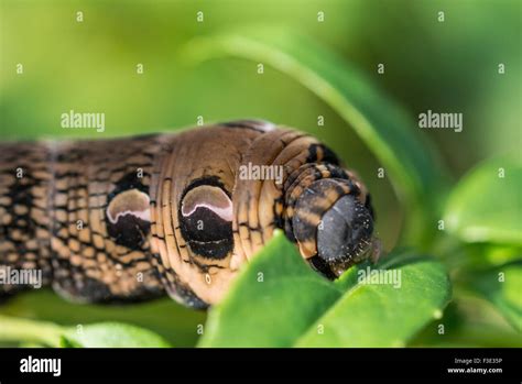 Elephant Hawk-Moth caterpillar feeding on fuchsia leaf Stock Photo - Alamy