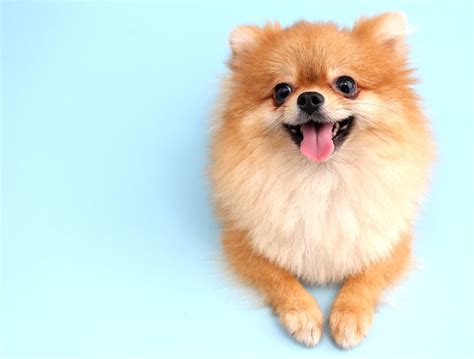 Meet The top cutest dogs That Will Make You Fall In Love