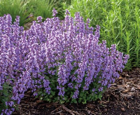 cat's pajamas catmint seeds - Darline Sizemore