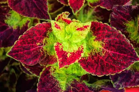 Top 15 Houseplants with Red and Green Leaves - Adorn Your Home