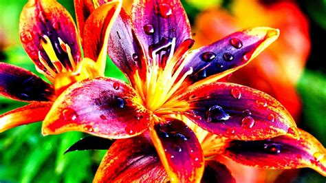 Free photo: Colorful flower - Artistic, Beautiful, Blooming - Free ...