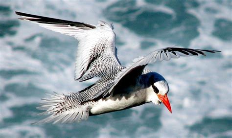 Red-billed Tropicbird – "OCEAN TREASURES" Memorial Library