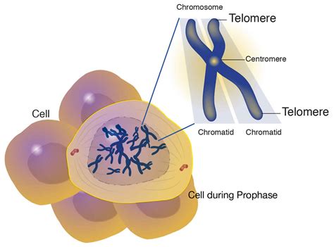 Telomere, telomere length, function & telomere structure