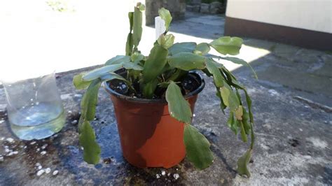 Rooting Christmas cactus cuttings in water experiment - Results - YouTube