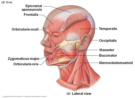 zygomatic ligament - Google Search | Muscles of facial expression, Muscles of the face, Anatomy