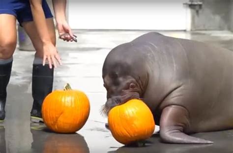 At Thanksgiving, could you eat as much as a walrus?