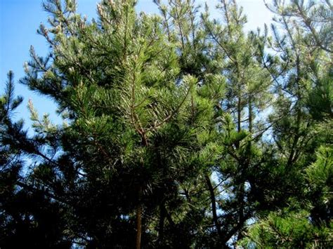 Radiata Pine Tree Logging: A Comprehensive Guide Mast, 59% OFF