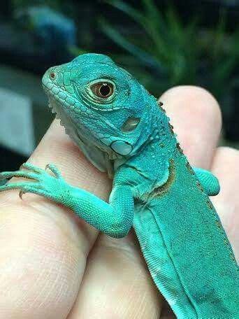 Intense blue iguana. Not sure if this is edited | Iguana pet, Iguana, Baby iguana