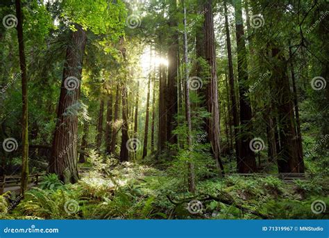 Hiking Trails through Giant Redwoods in Muir Forest Near San Francisco, California Stock Image ...