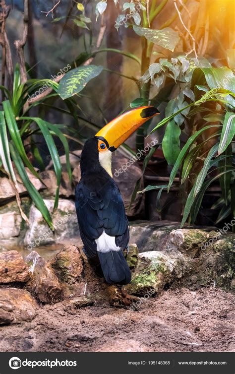 Toco Toucan on the stones in the forest — Stock Photo © Vovashevchuk ...