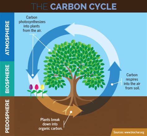 The New Regenerative Organic Certification Redefines ‘Organic’–by Casey Hughes – The Bard CEP ...