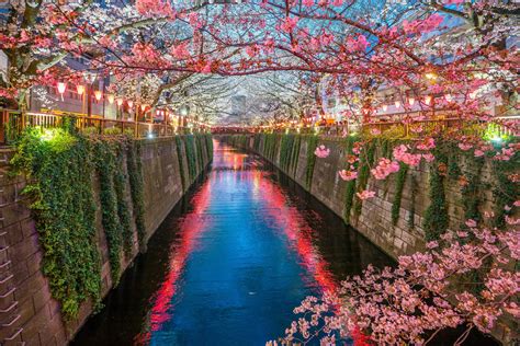 Cherry blossom at Meguro Canal in Tokyo, Japan 2170562 Stock Photo at Vecteezy