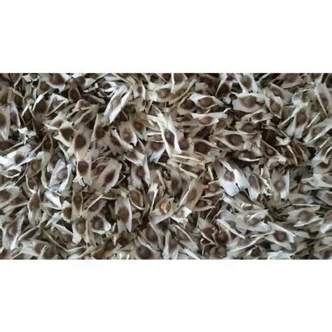 Kacang Kelor Seeds at Rs 600/kilogram | Organic Seeds in Coimbatore ...