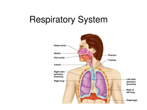 Respiratory System