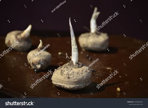 700 Konjac Potato Images, Stock Photos & Vectors | Shutterstock