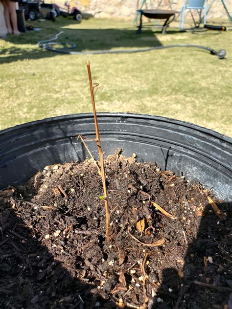 Pomegranate propagation success! Look close and you can see tiny leaf ...