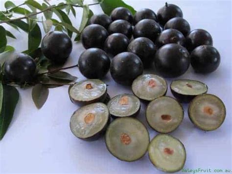 Jabuticaba - the Beautiful Tree That Grows the Fruit on Its Trunk | 1001 Gardens