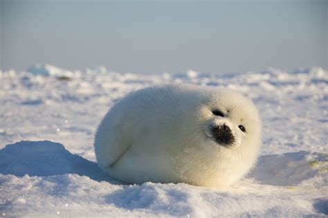 Baby Harp Seal Cute