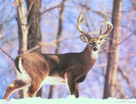 SCI Foundation Helps Manage White-tailed Winter Habitat | First ... Hunting Wallpaper, Deer ...