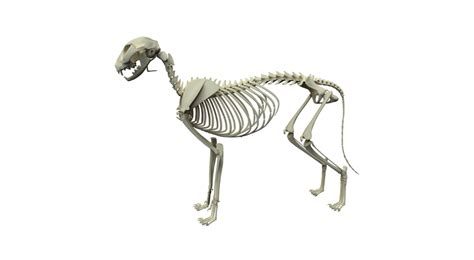 How Many Bones Does a Dog Have In Their Body? – Cooper Pet Care