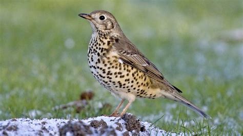 Mistle thrush - Alchetron, The Free Social Encyclopedia