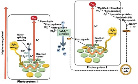 10 Crucial Difference between Photosystem I and Photosystem II with ...