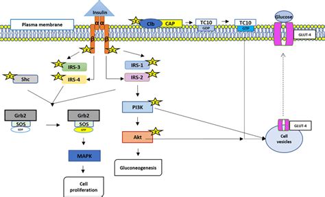 Insulin action signaling pathways. Legend: α, insulin receptor alpha... | Download Scientific ...