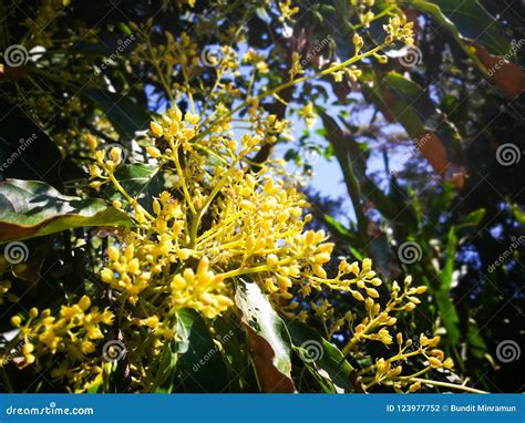 Avocado Flowers on Its Tree in the Farming Garden. Stock Photo - Image of nurture, development ...