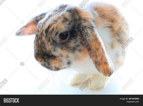 Rare Rabbit Color. Image & Photo (Free Trial) | Bigstock