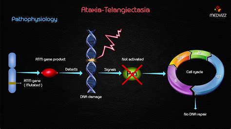 Атаксии телеангиэктазии вследствие дефекта т-клеток что это - фото презентация