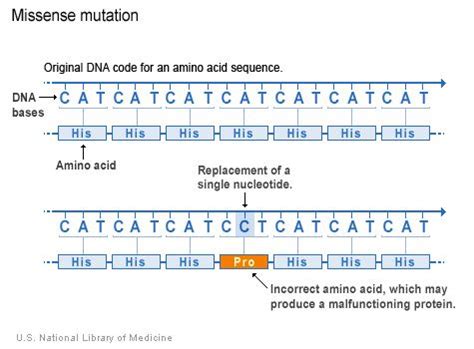 Missense mutation - Alchetron, The Free Social Encyclopedia