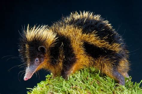 Lowland Streaked Tenrec - Online Field Guide