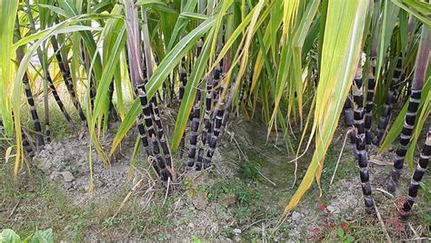 Purple Sugar Cane Plant In The Field Stock Footage Video 5054801 ...