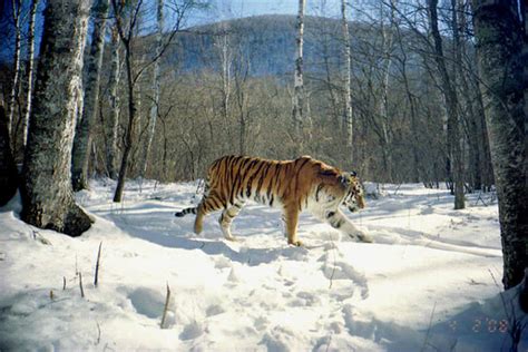 Amur Tiger