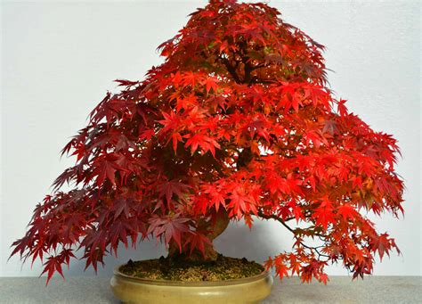 Japanese Maple Bonsai Tree - A-Z Animals