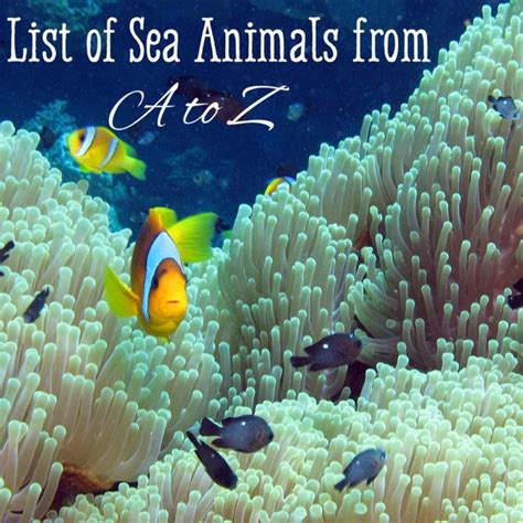 Sea Animals That Start With O - Animals That Start With O A List Of ...